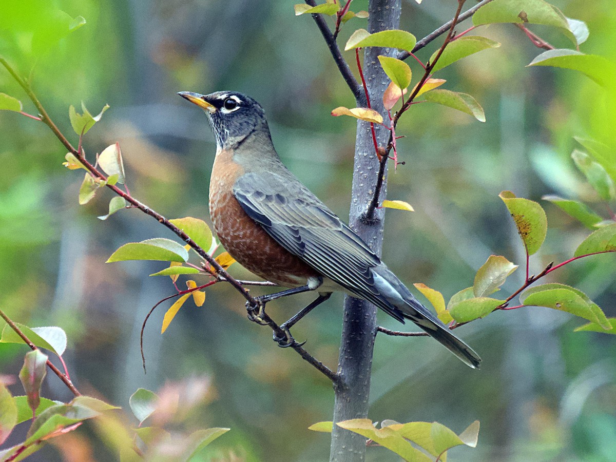 American Robin - ML643861707