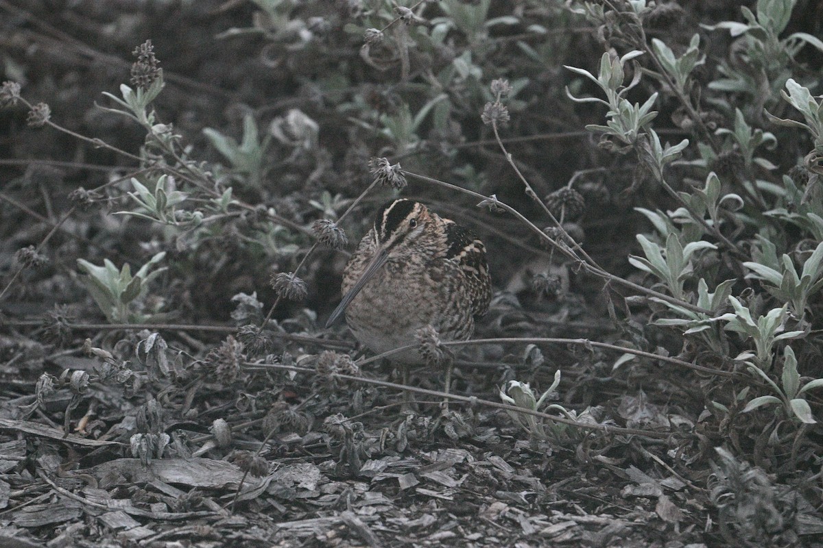 Wilson's Snipe - ML643861709