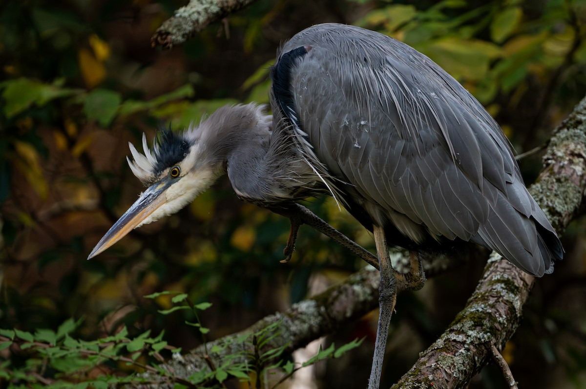 Great Blue Heron - ML643861714