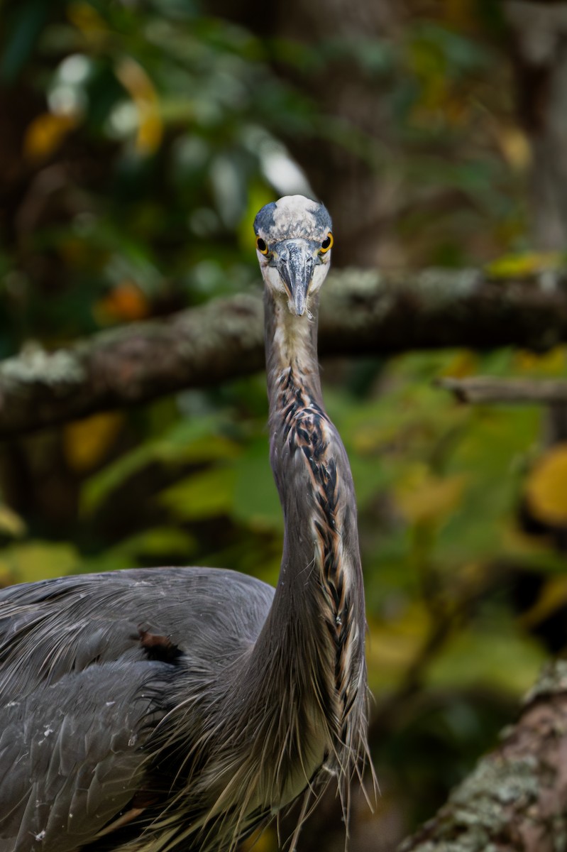 Great Blue Heron - ML643861718