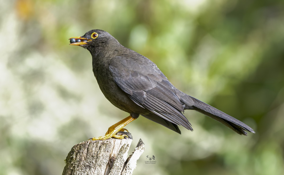 Great Thrush - ML643861719