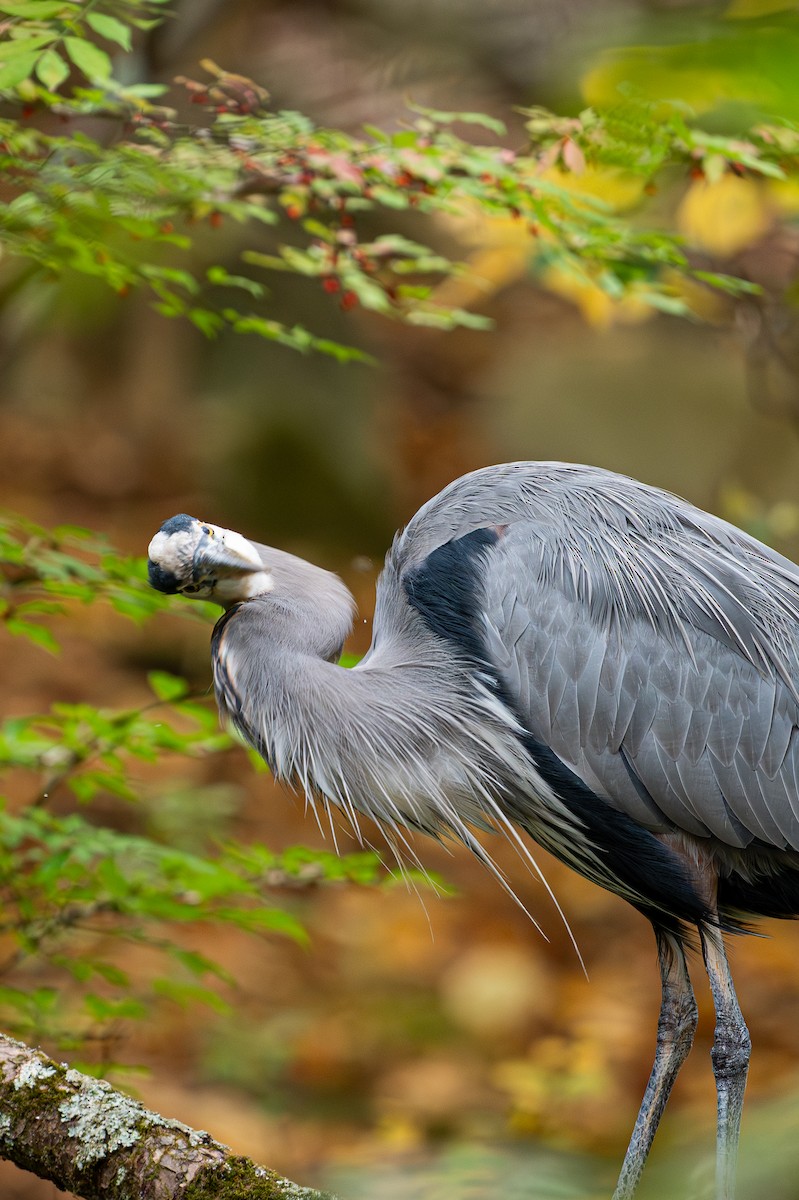 Great Blue Heron - ML643861722