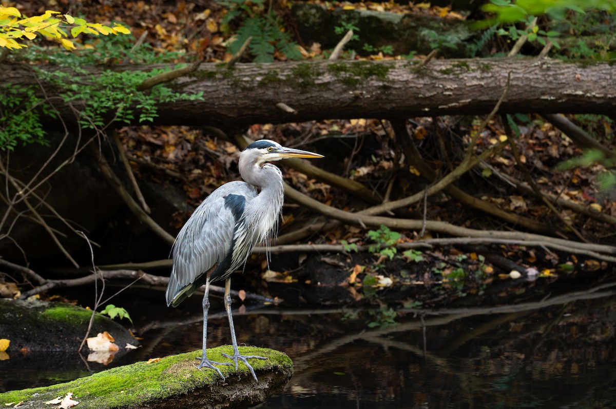 Great Blue Heron - ML643861731