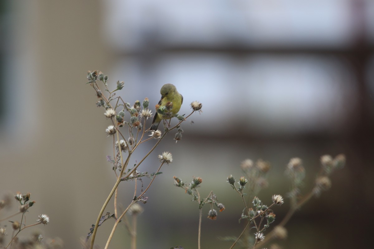 Lesser Goldfinch - ML643861733