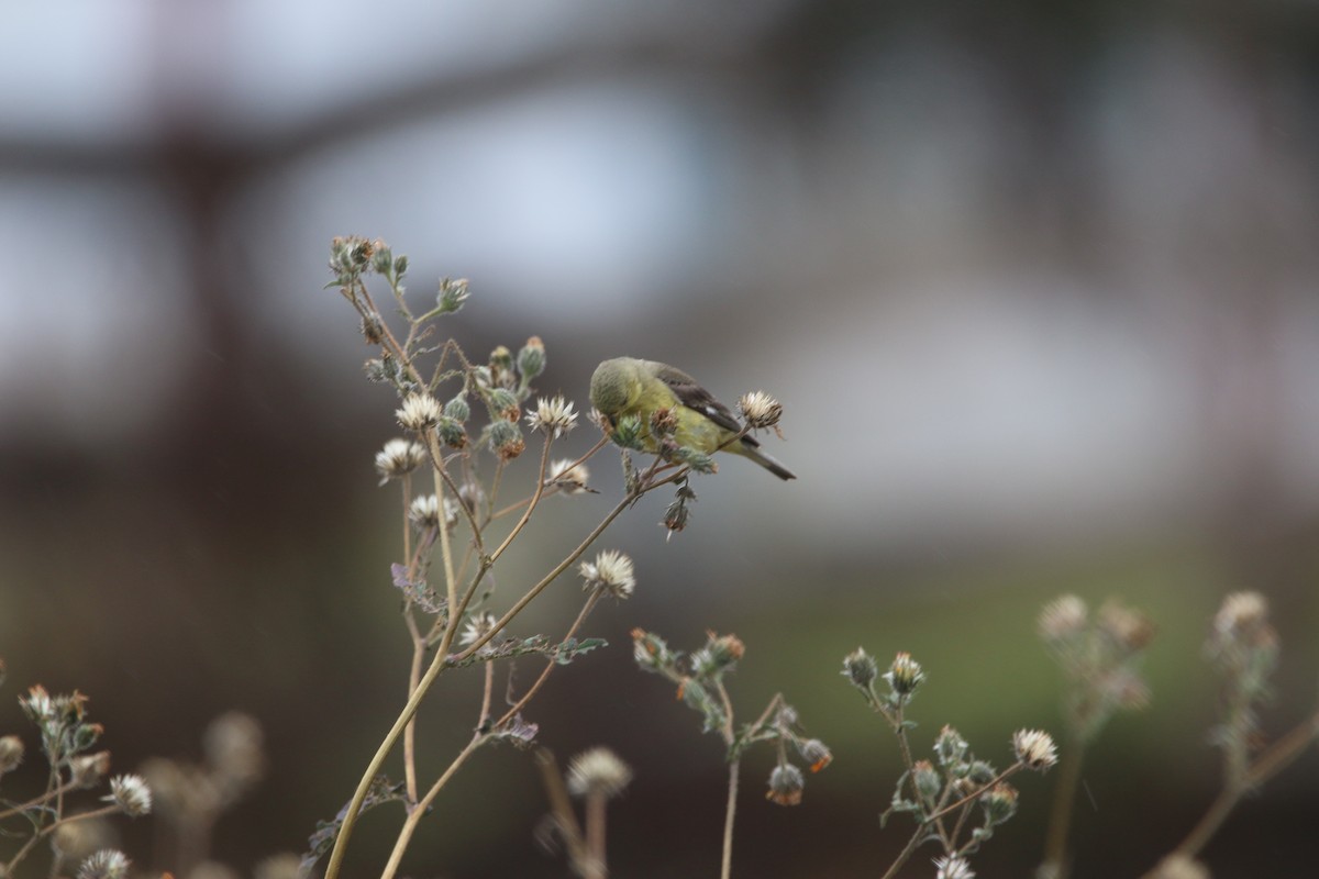 Lesser Goldfinch - ML643861734
