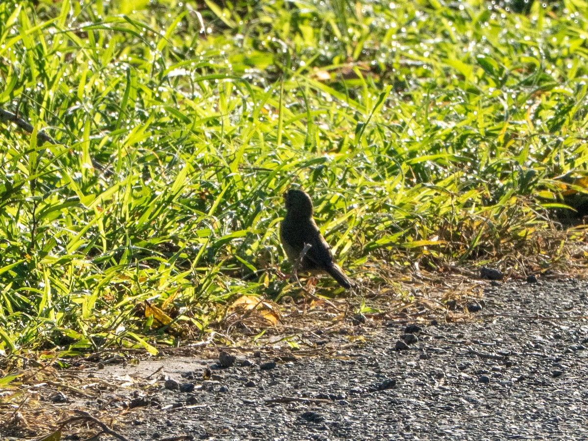Lesser Antillean Bullfinch - ML643861741