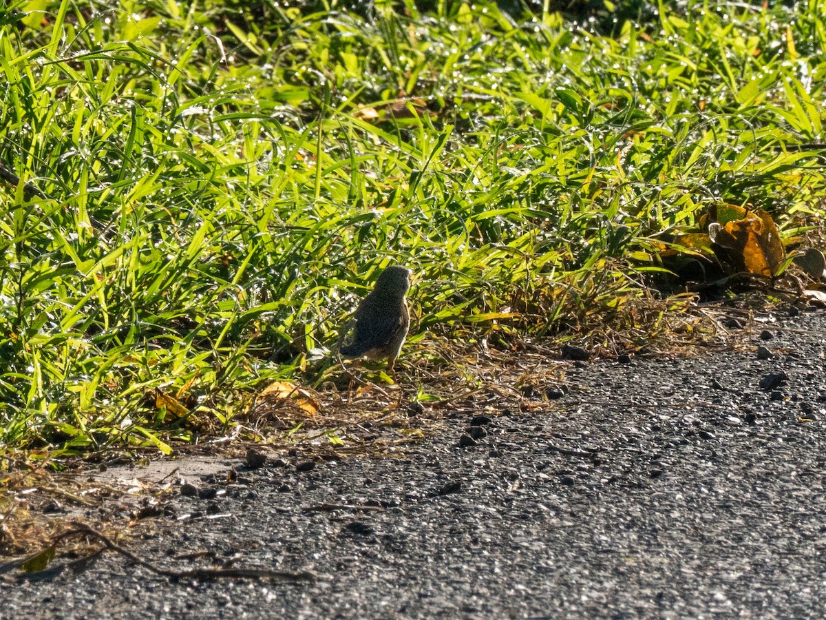 Lesser Antillean Bullfinch - ML643861742
