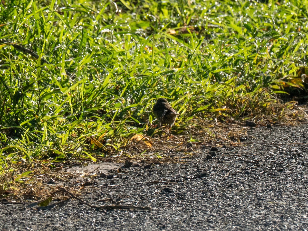 Lesser Antillean Bullfinch - ML643861743