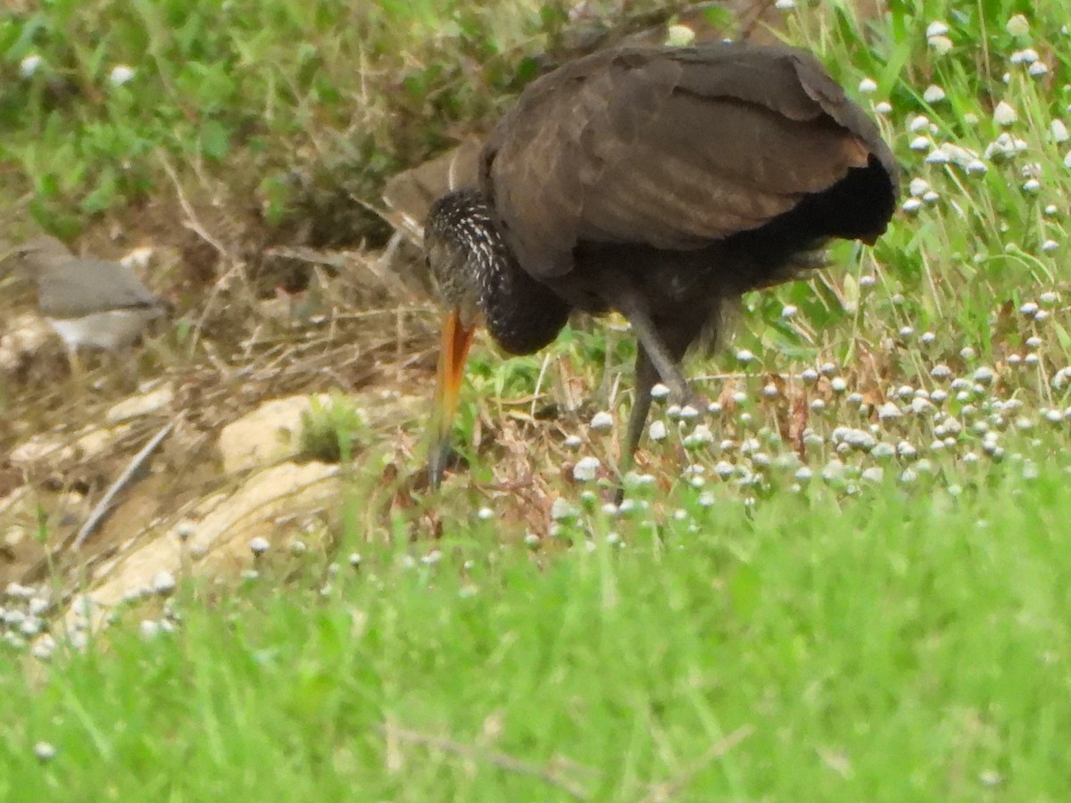 Limpkin - ML643861763