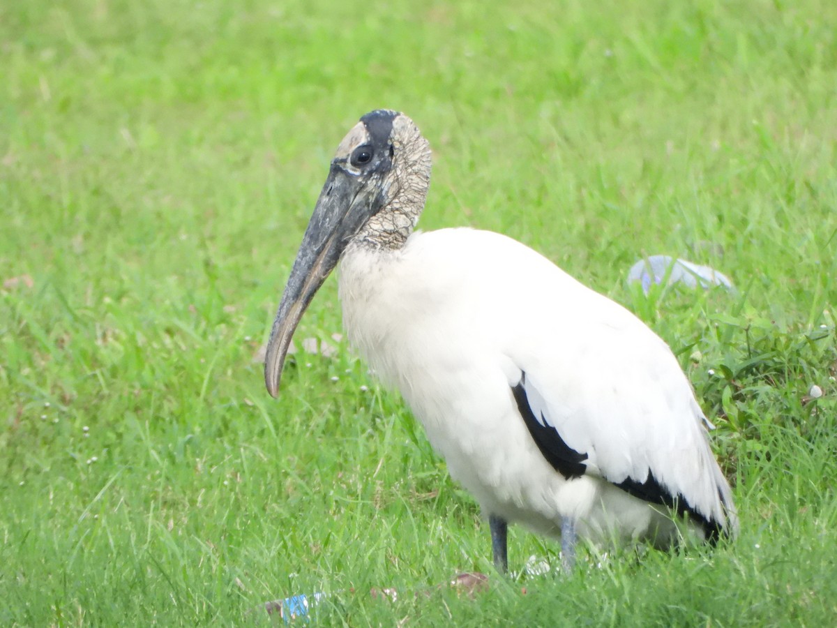 Wood Stork - ML643861769