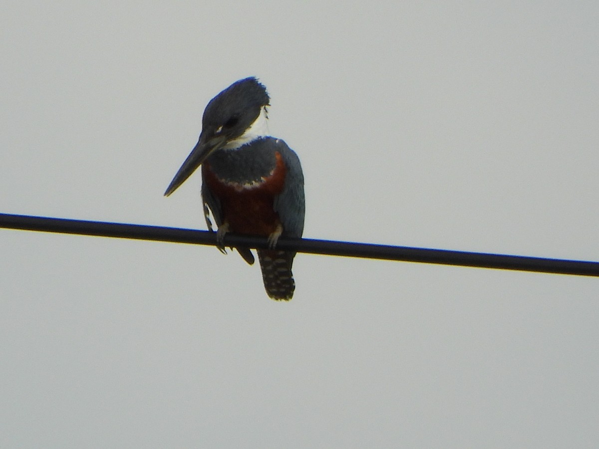 Ringed Kingfisher - ML643861784