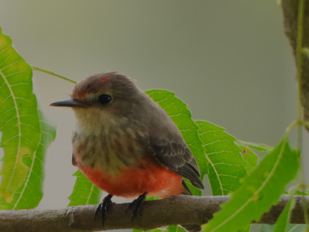 Vermilion Flycatcher - ML643861786