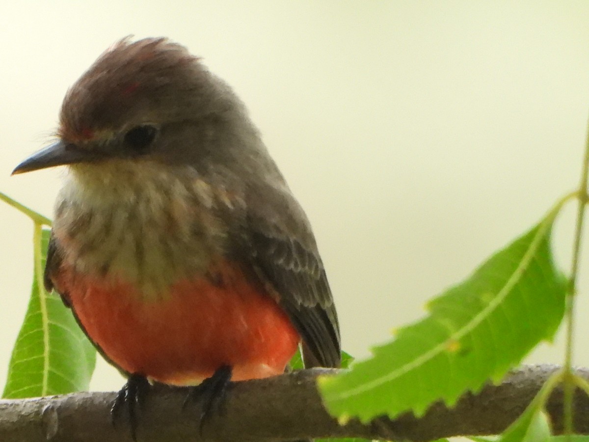 Vermilion Flycatcher - ML643861790