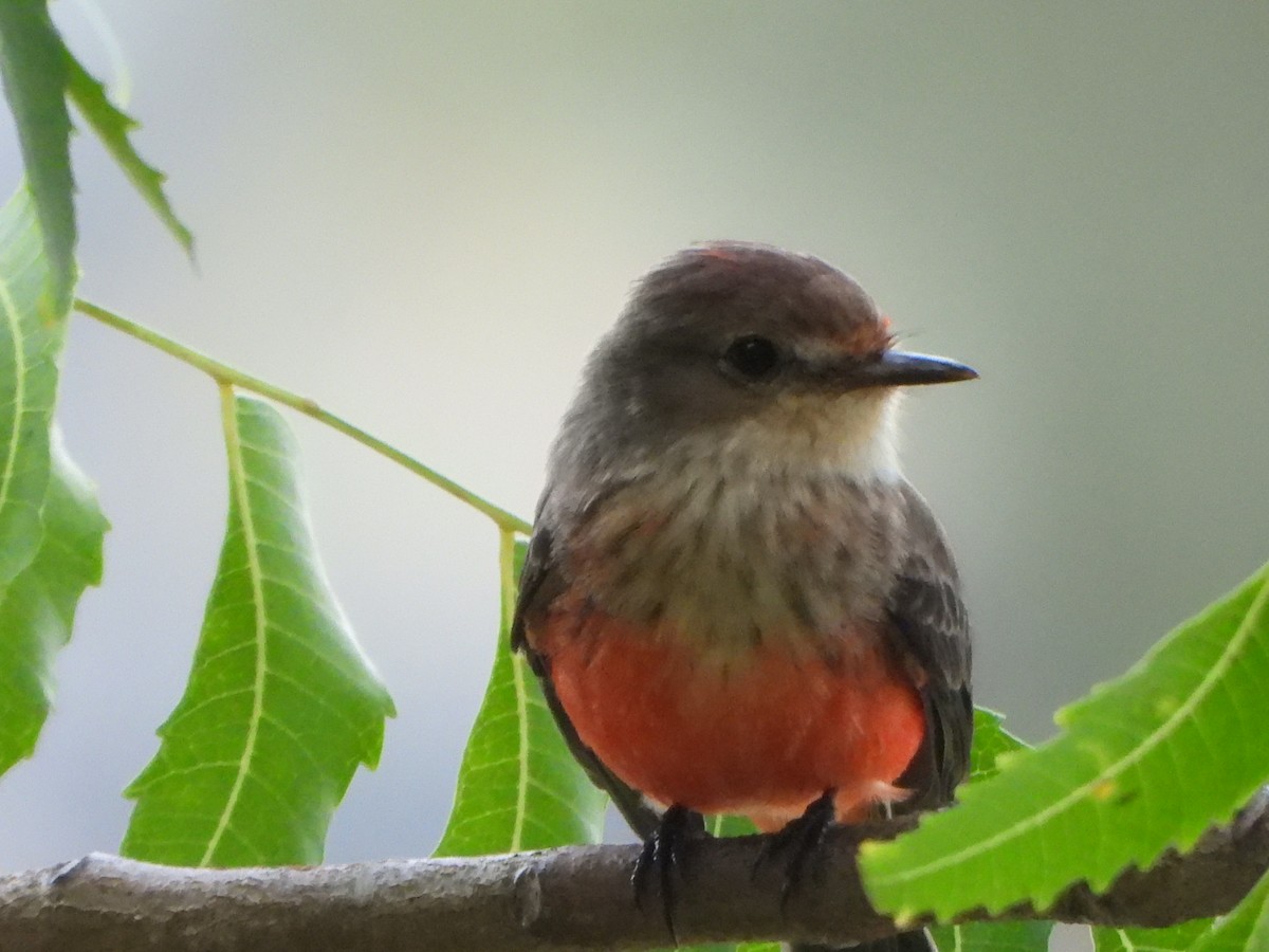 Vermilion Flycatcher - ML643861794