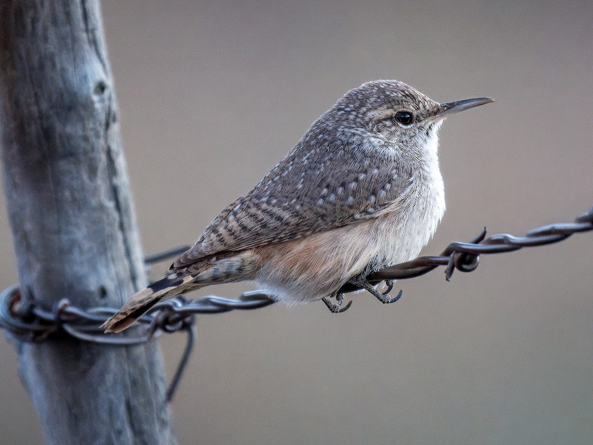 Rock Wren - ML643861795