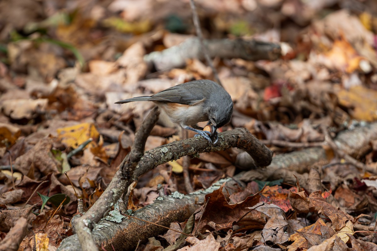 Tufted Titmouse - ML643861796