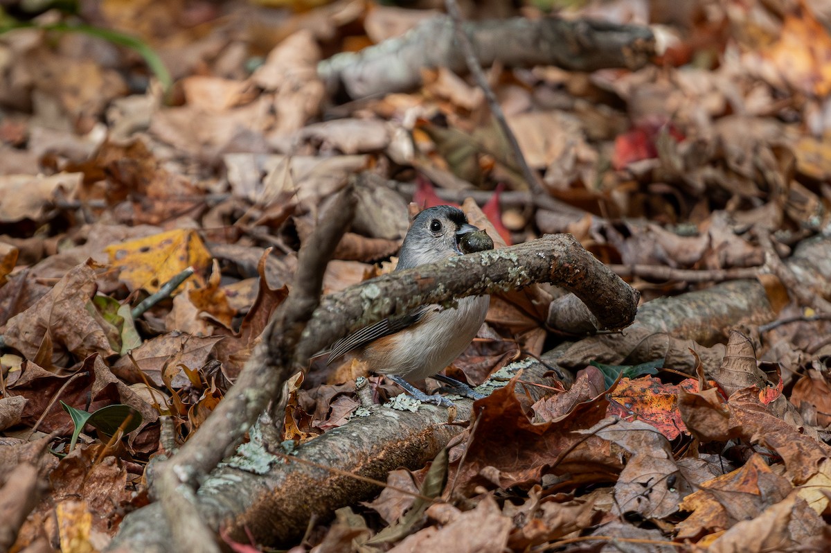 Tufted Titmouse - ML643861797