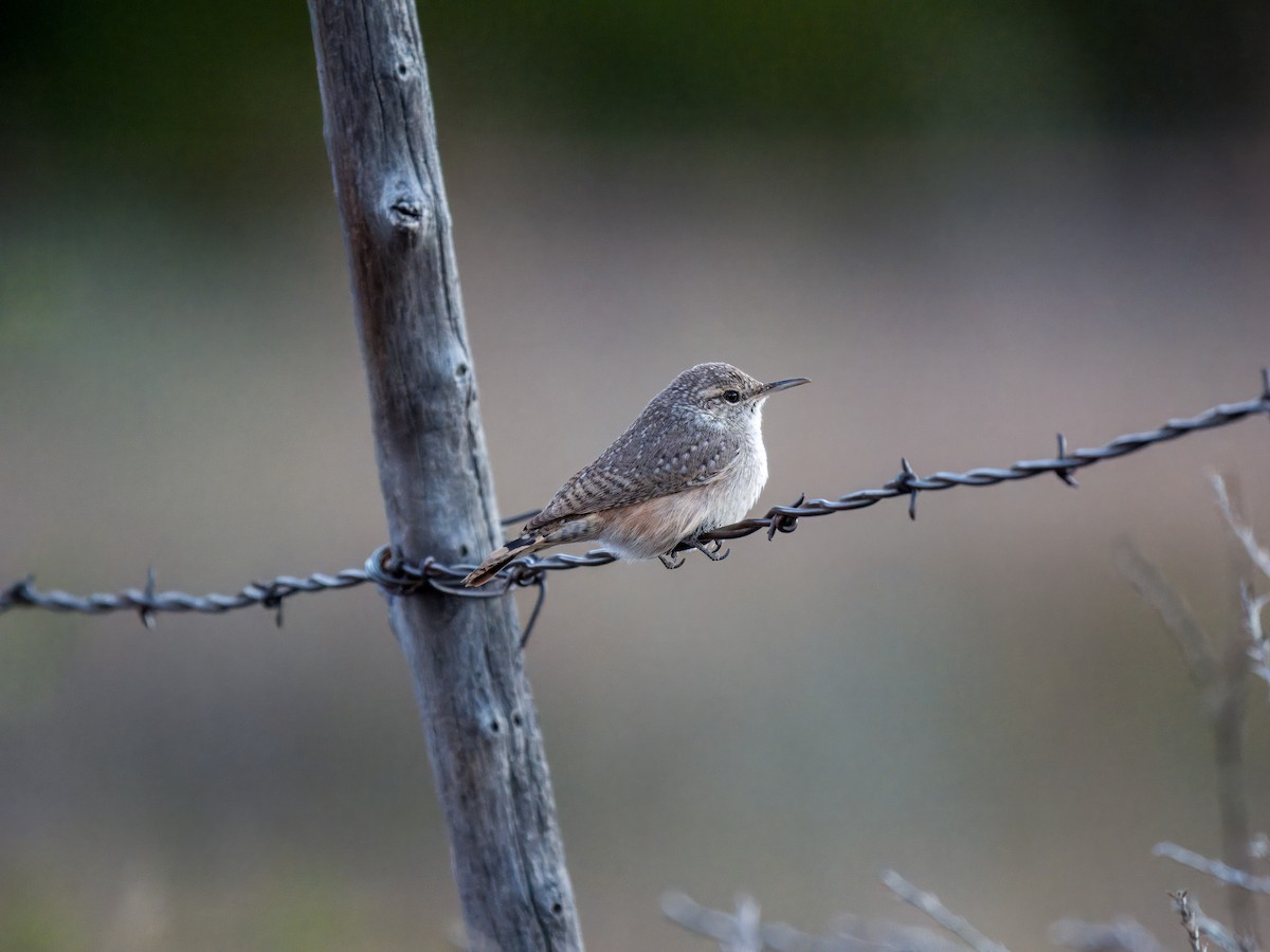 Rock Wren - ML643861798