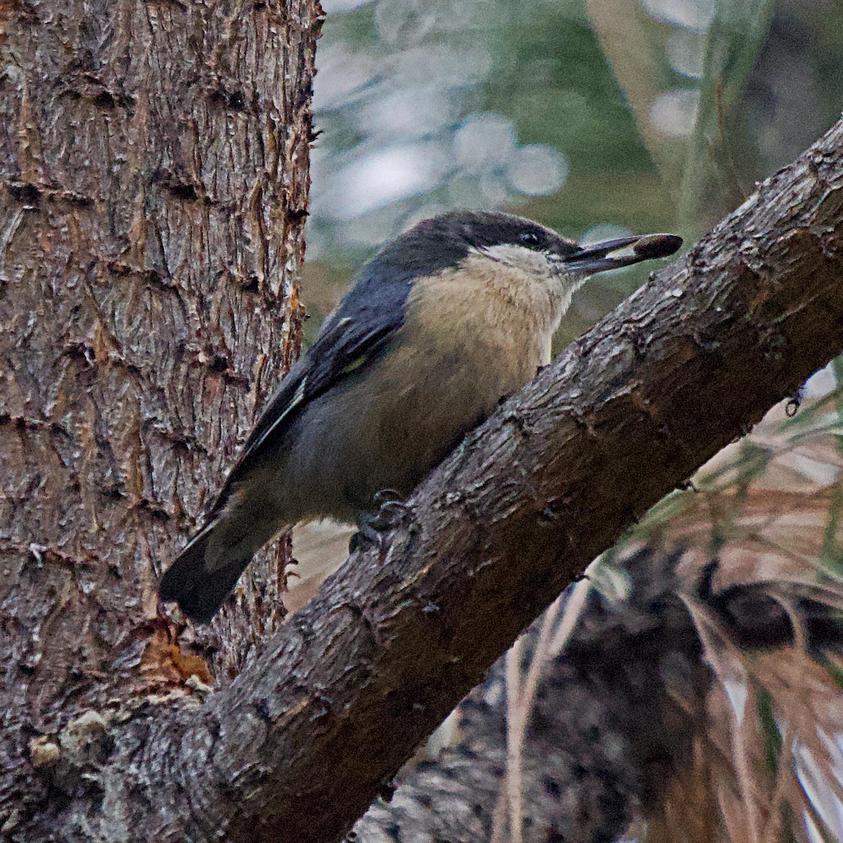 Pygmy Nuthatch - ML643861813