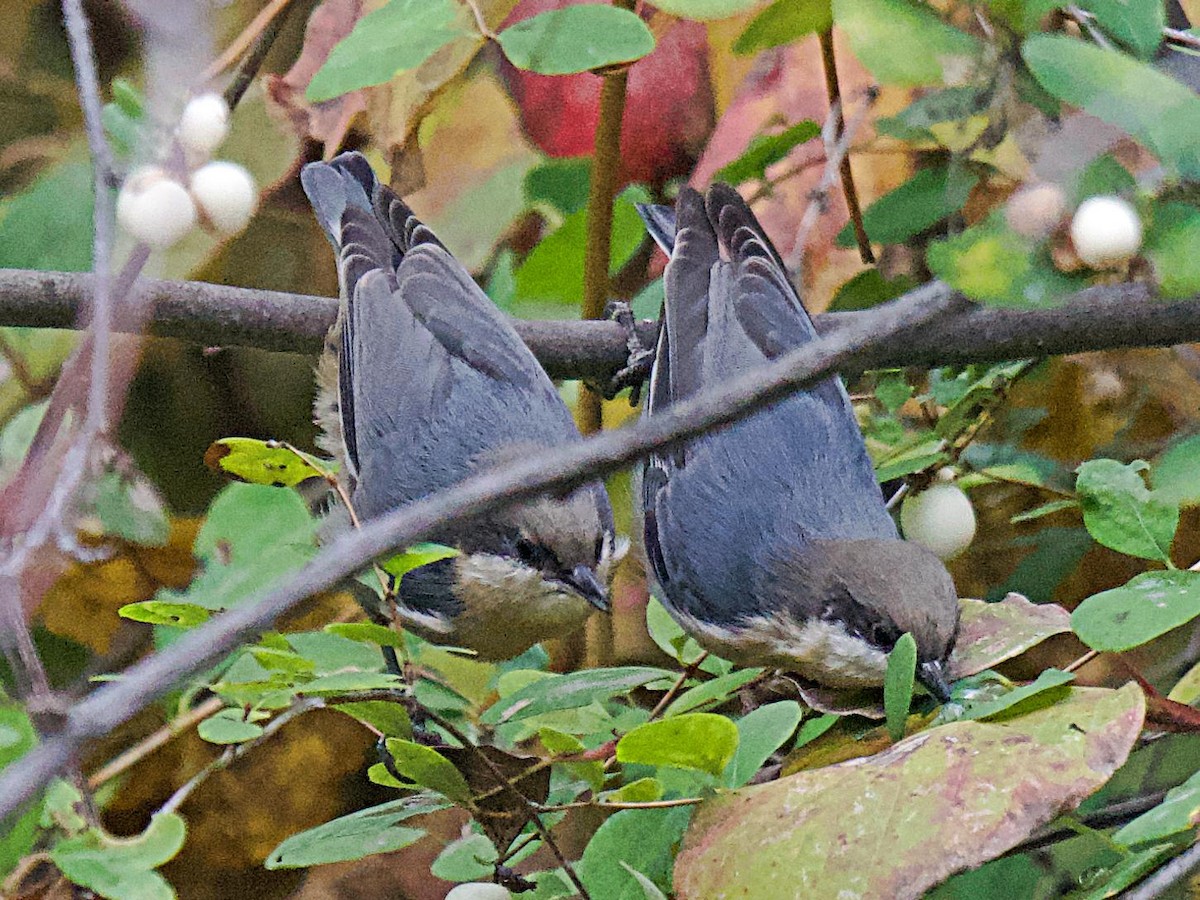 Pygmy Nuthatch - ML643861814
