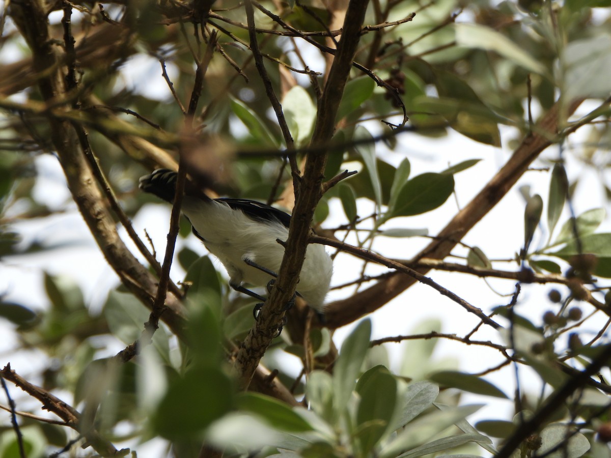 Pied Water-Tyrant - ML643861816