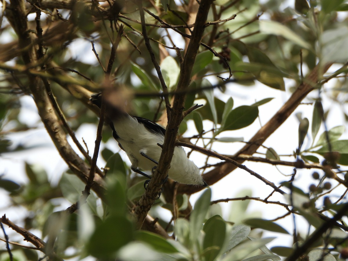 Pied Water-Tyrant - ML643861817