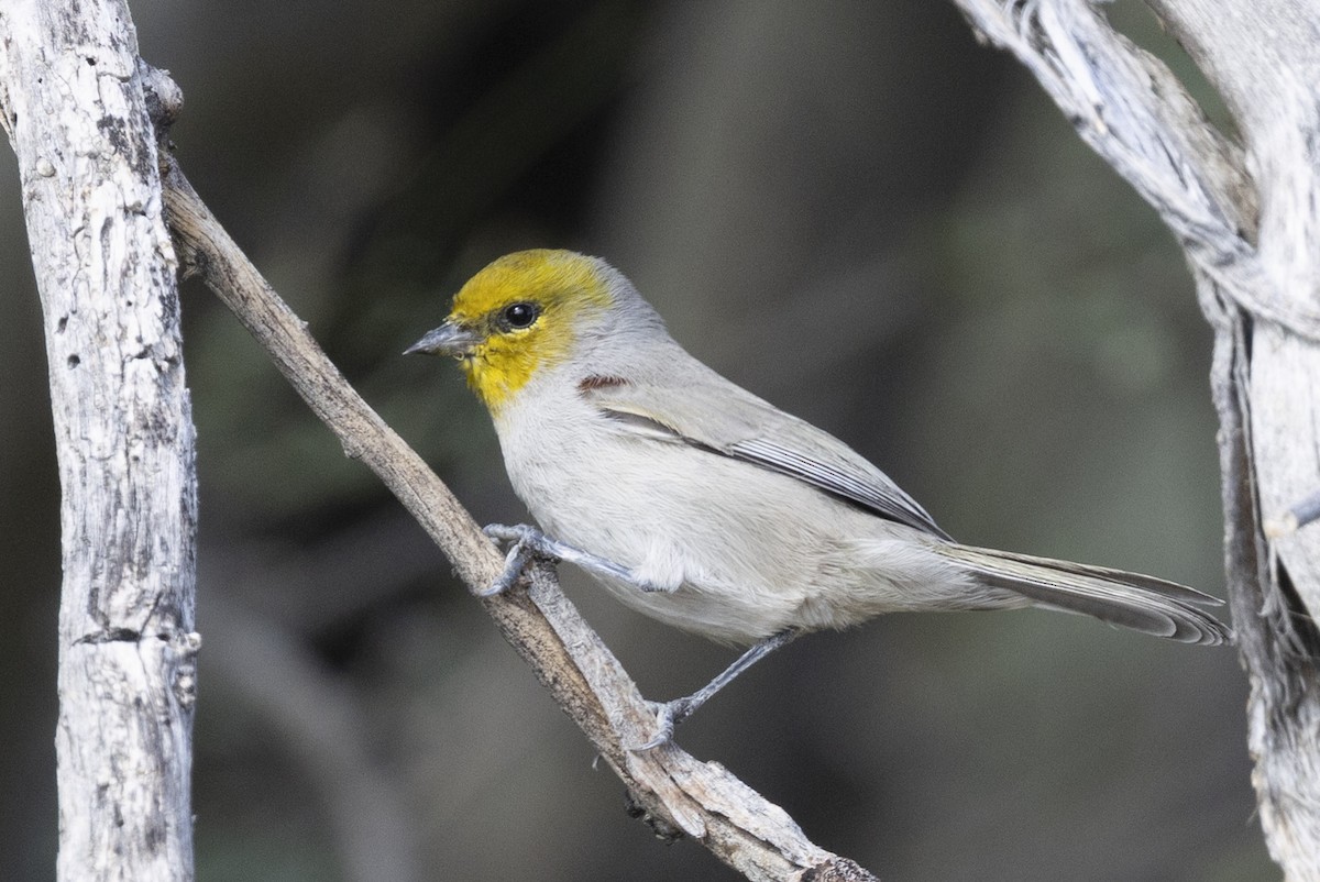 Verdin - ML643861820