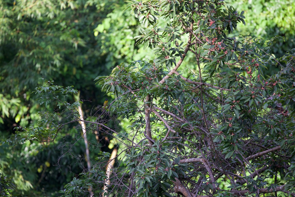Black-crested Bulbul - ML643861821