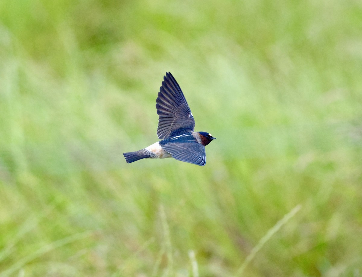 Cliff Swallow - ML643861827