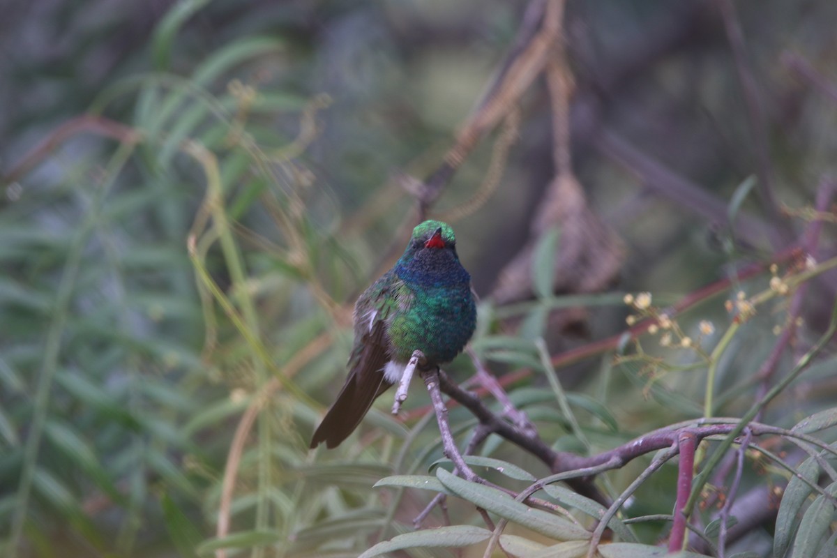 Broad-billed Hummingbird - ML643861832