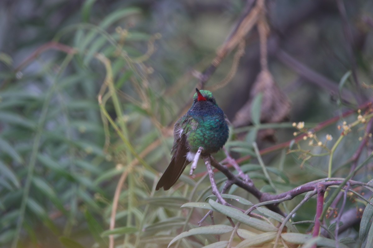Broad-billed Hummingbird - ML643861833