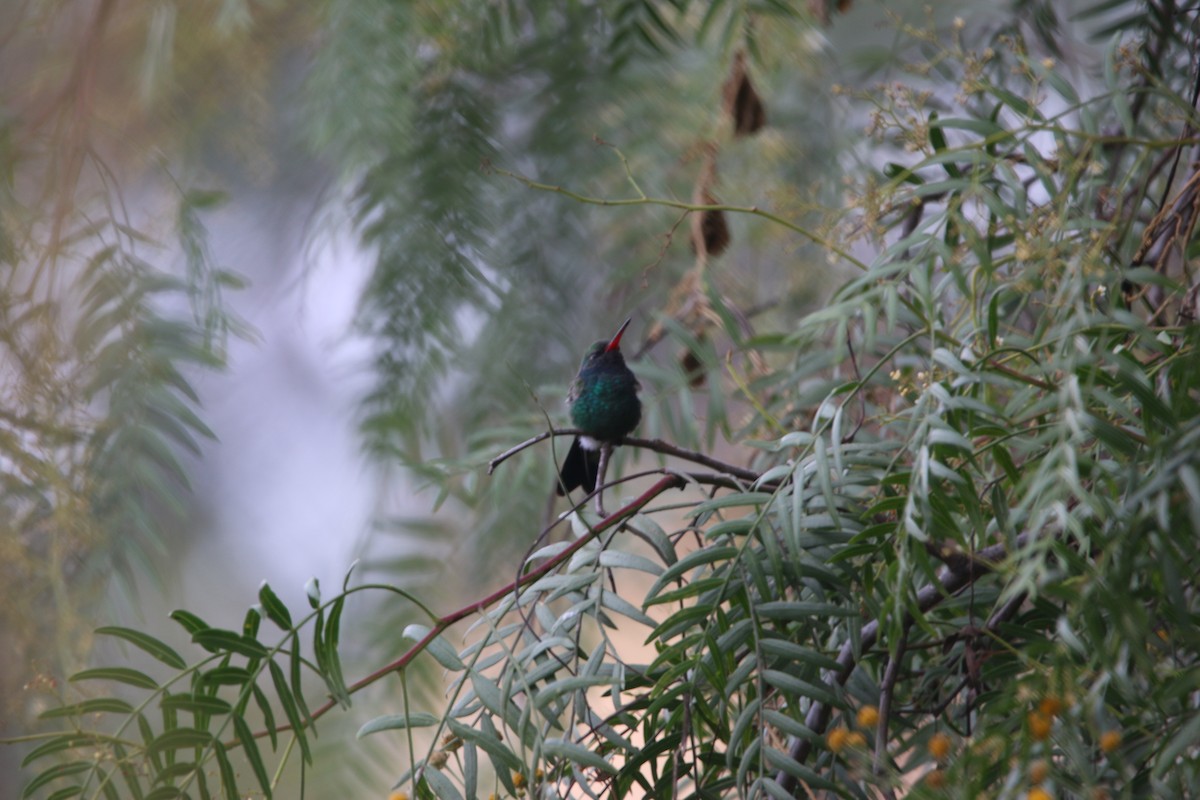 Broad-billed Hummingbird - ML643861834