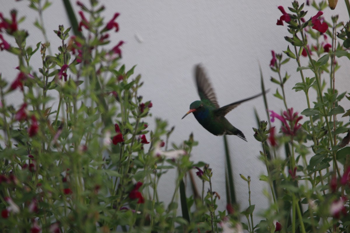 Broad-billed Hummingbird - ML643861836