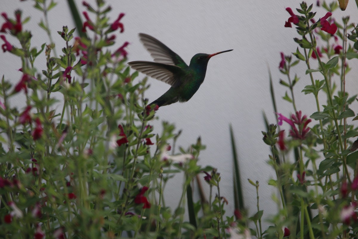 Broad-billed Hummingbird - ML643861837