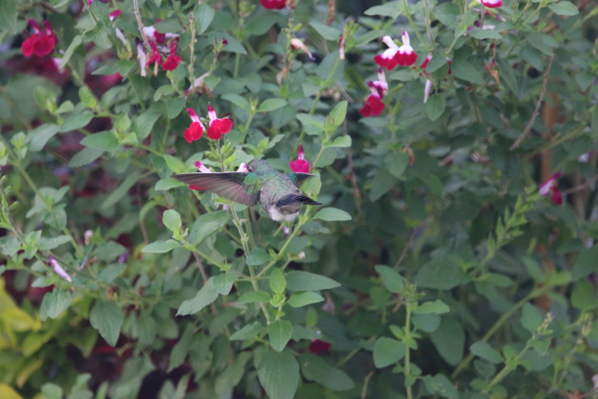 Broad-billed Hummingbird - ML643861846