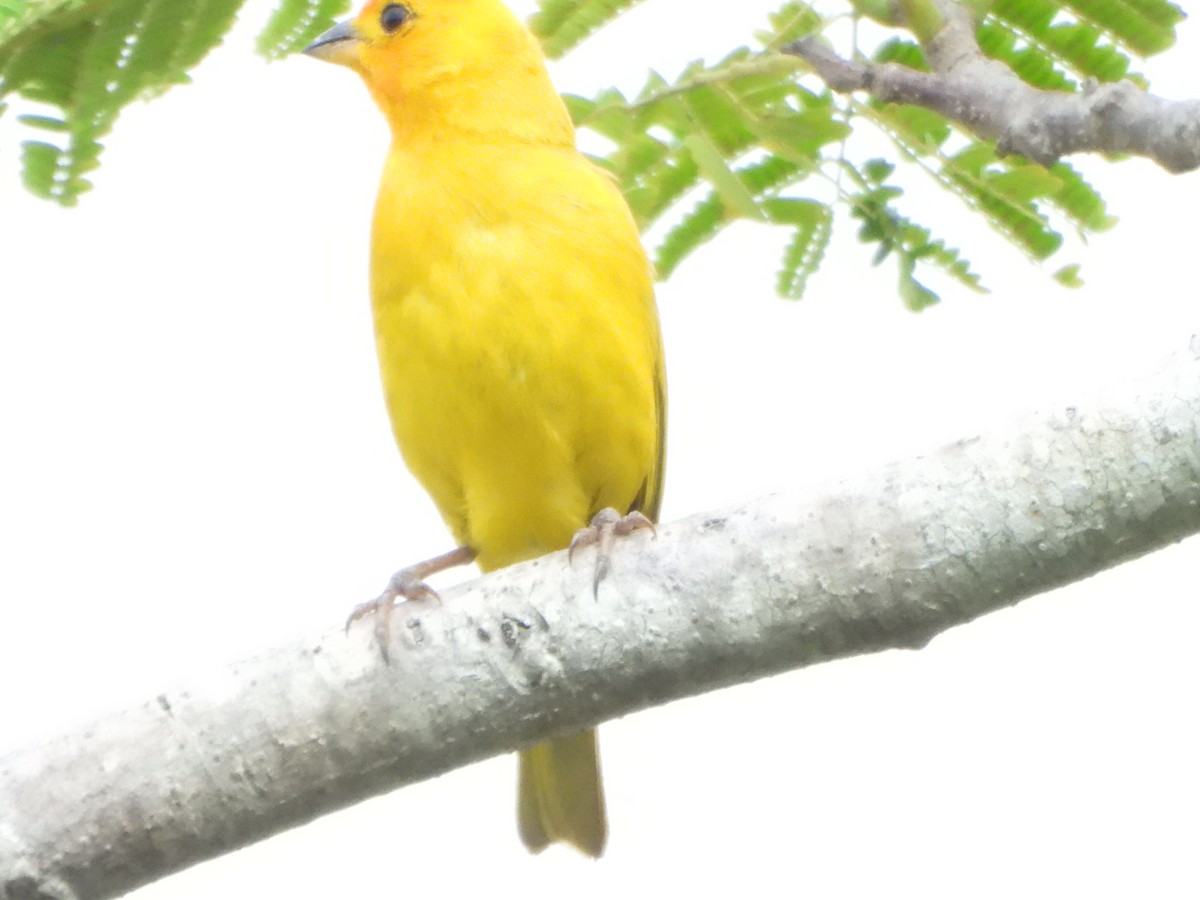 Saffron Finch - ML643861852