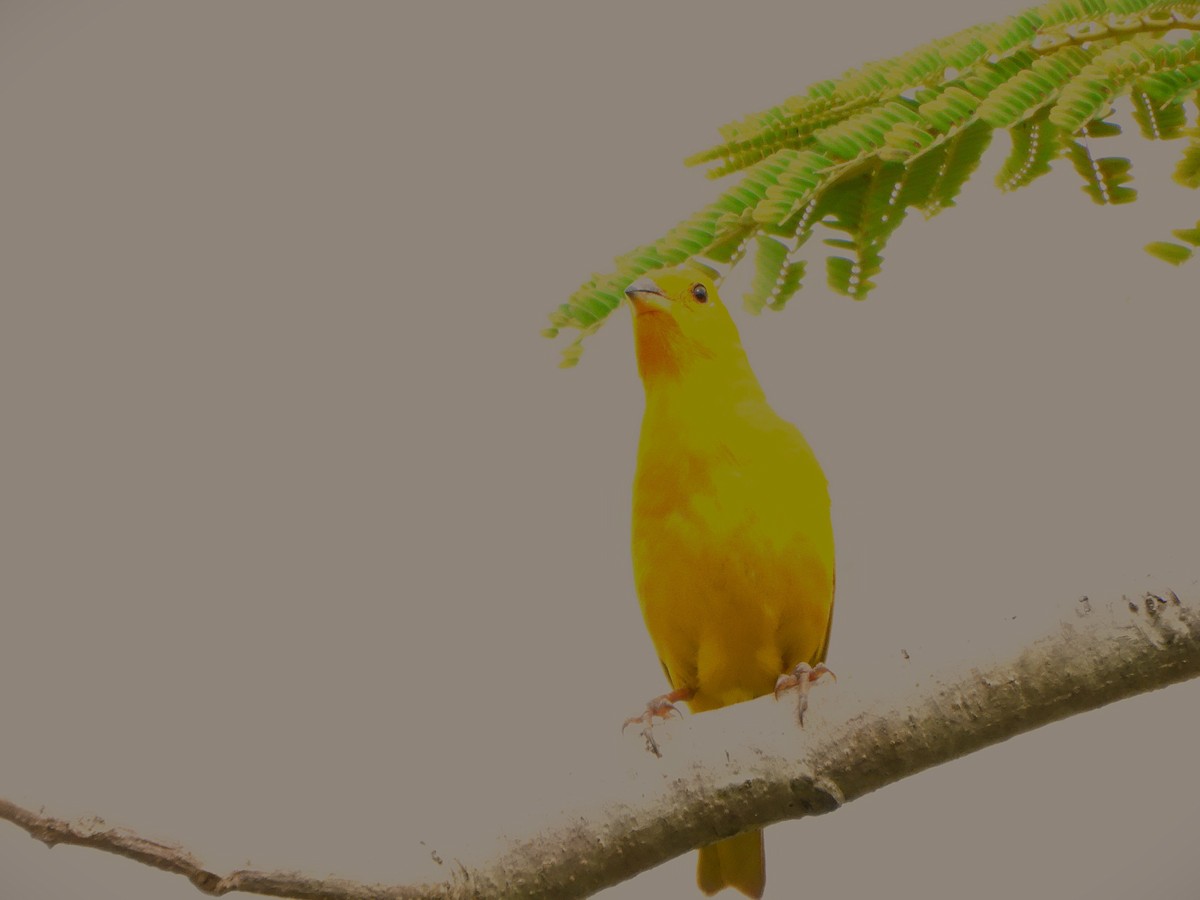 Saffron Finch - ML643861855
