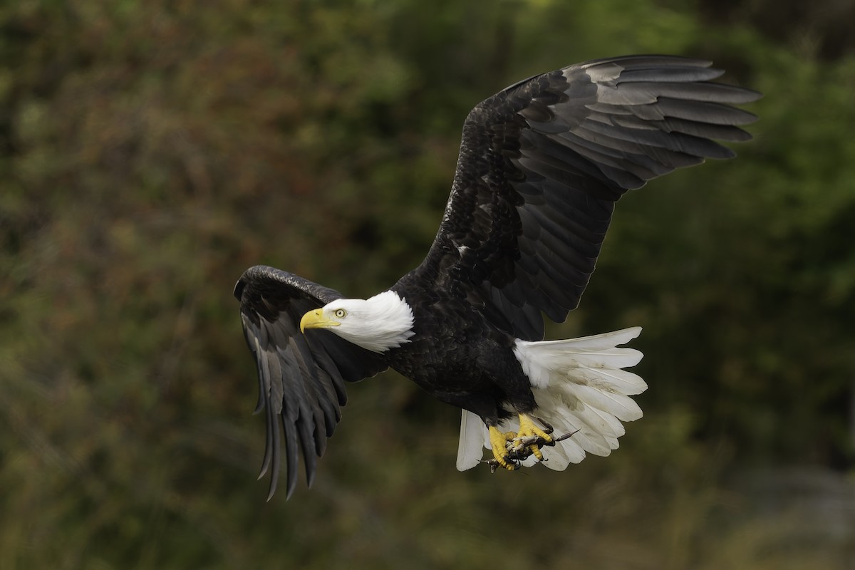 Pigargo Americano - ML643861861