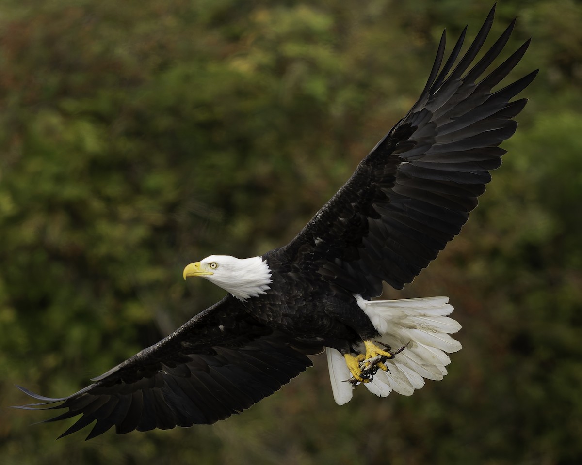 Pigargo Americano - ML643861862