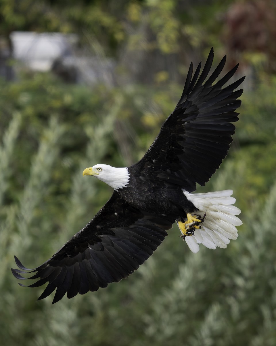 Pigargo Americano - ML643861863