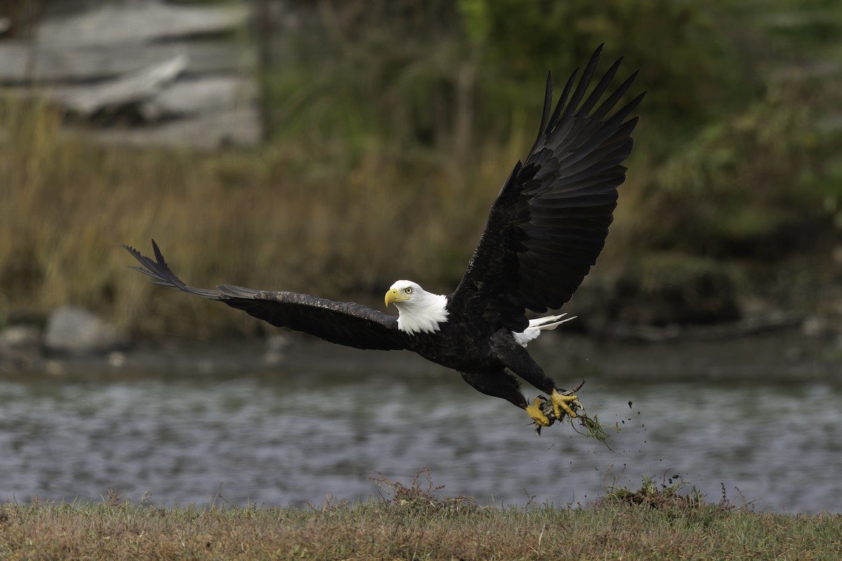 Pigargo Americano - ML643861864