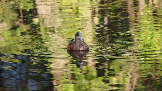 ברווז אמריקני - ML643861866