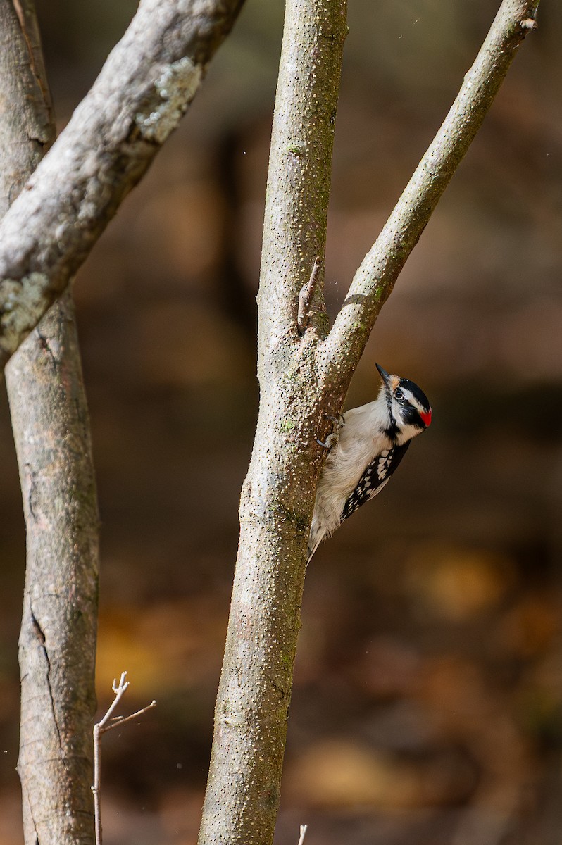 Downy Woodpecker - ML643861867