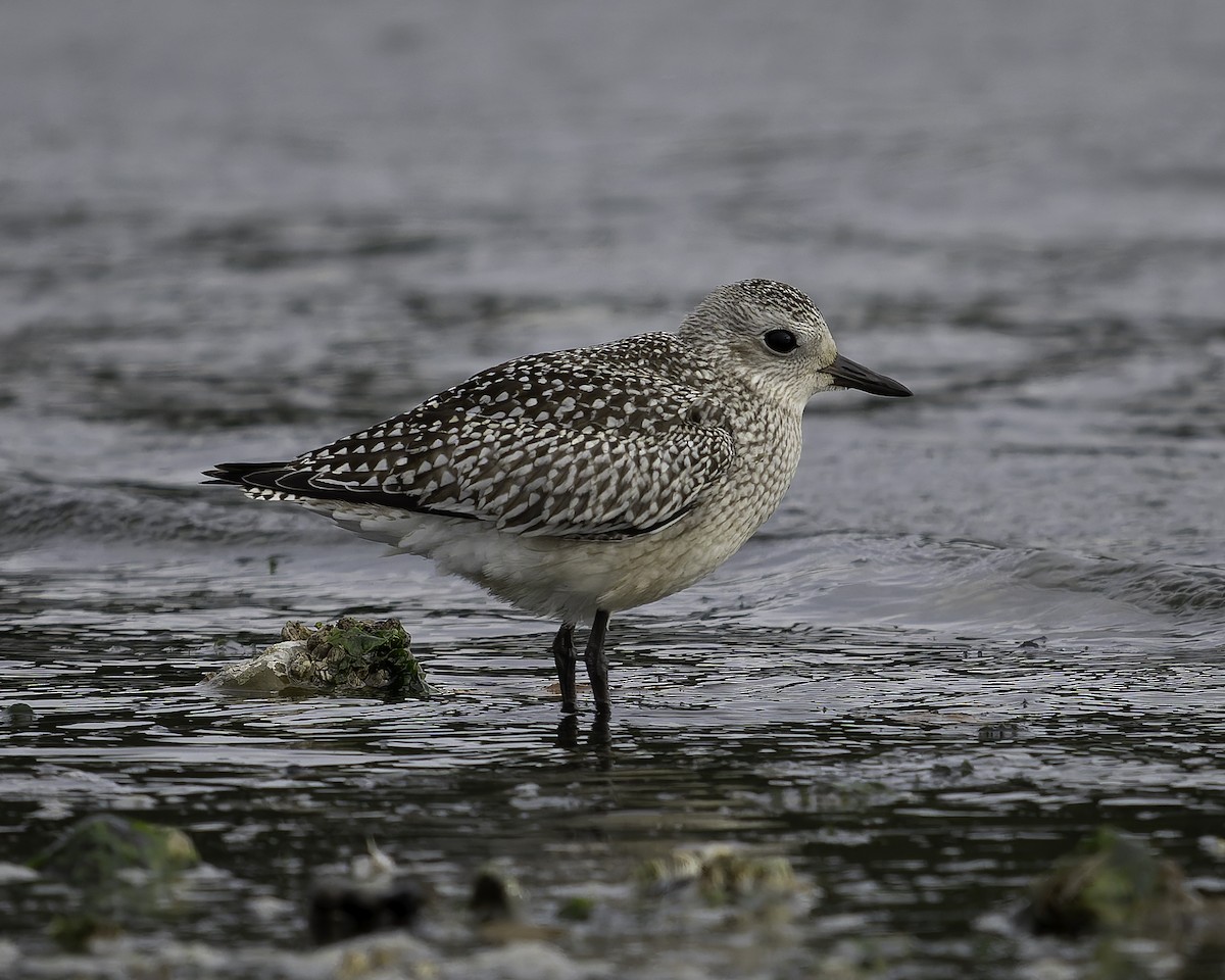 Chorlito Gris - ML643861873
