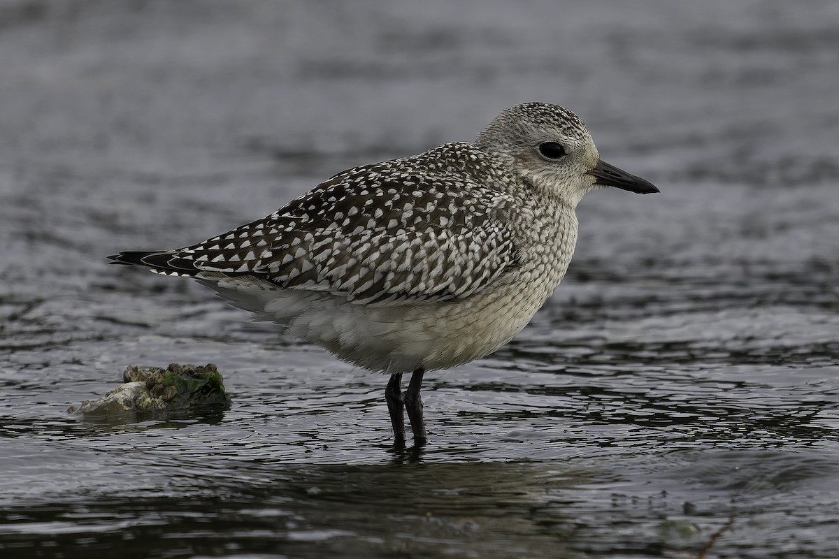 Chorlito Gris - ML643861874