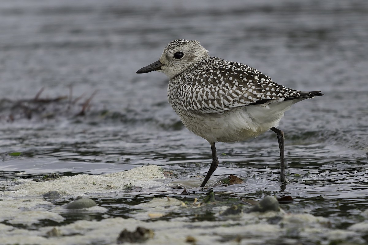 Chorlito Gris - ML643861875