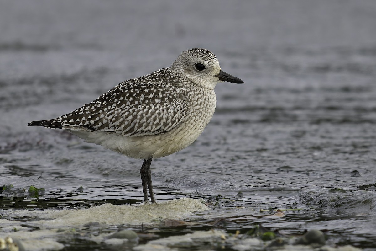 Chorlito Gris - ML643861876