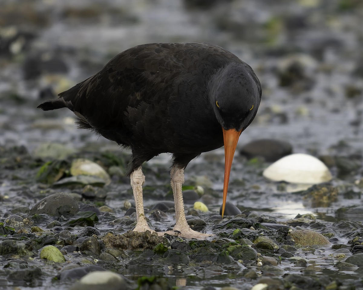 Ostrero Negro Norteamericano - ML643861880