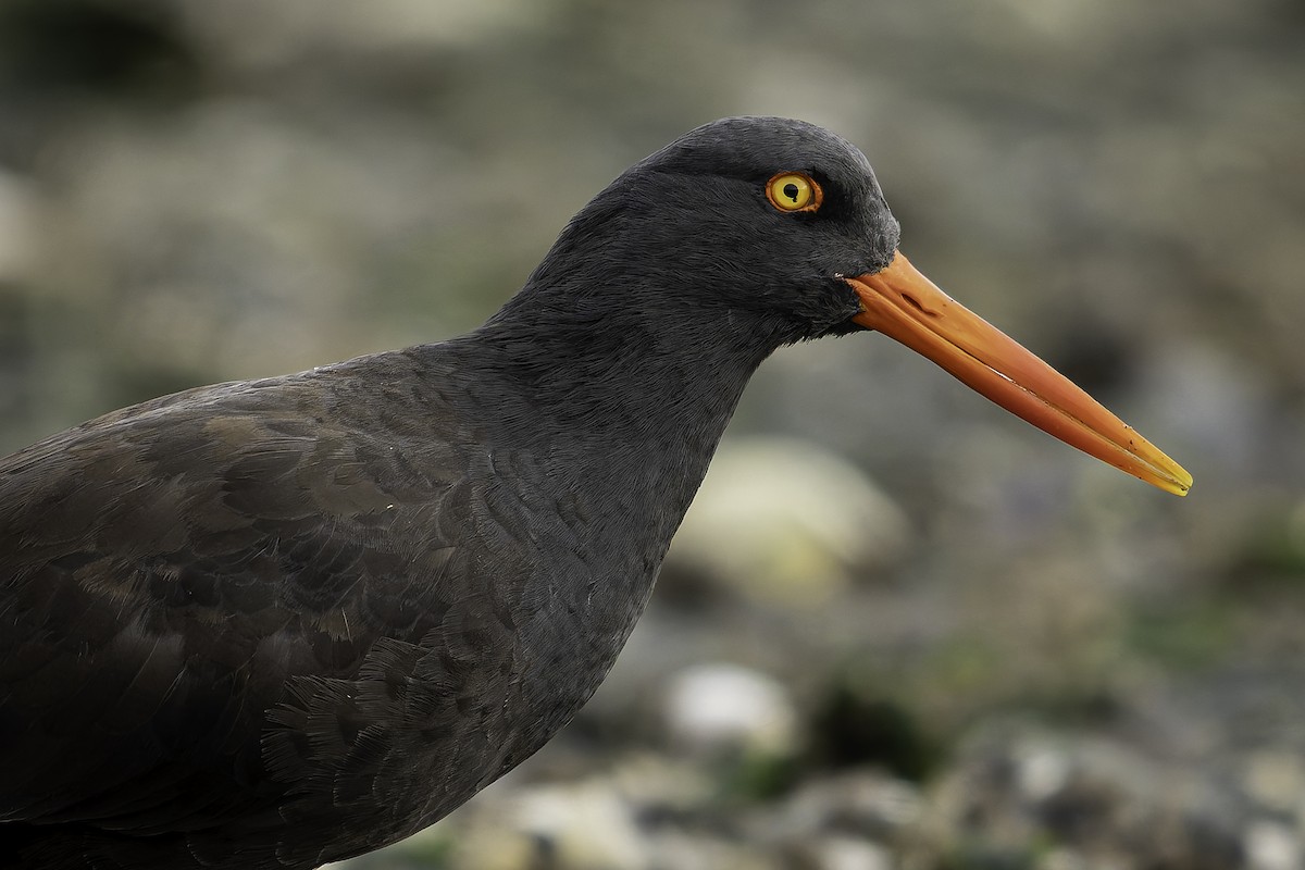 Ostrero Negro Norteamericano - ML643861881