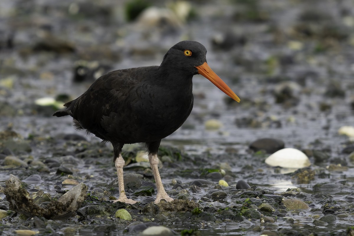 Ostrero Negro Norteamericano - ML643861882